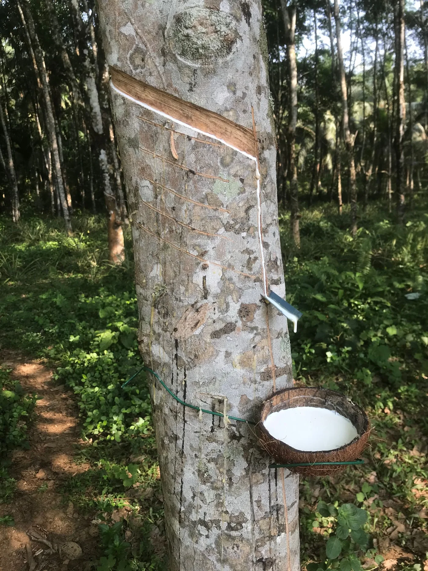 Latex collected from a tapped rubber tree